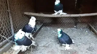 ХАККАЛАР СОТИЛАДИ САМАРКАНДДА ДОСТОВКА БОР #голуби #pigeon #кабутар #kabutar #ахмаджон