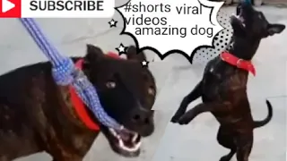 Super FUNNY DOG Videos from #12🐶 | Dog Lovers | SHORT & FUNNY Videos 🤣 #Shorts