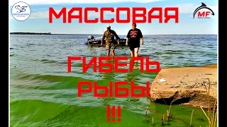Ужас и шок!!! Массовый мор рыбы на Рыбинском!