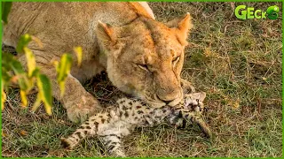 45 Heart Attack Moments When Serval Mess With Wrong Lion, Leopard, Cheetah | Animal Fight