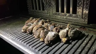 Flushing Set Quail with a Springer Spaniel