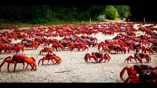 Christmas Island Crab Migration Documentary