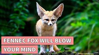 13 Shocking Facts about Fennec Foxes | Fennec Fox Pet Facts