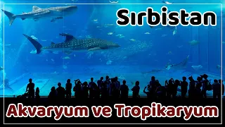 Belgrad'da Halk Akvaryum ve Tropikaryumu - Public Aquarium and Tropicarium Belgrade