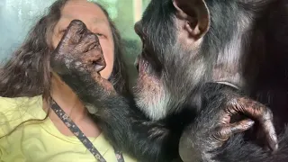 Longer Chimpanzee Thorough Grooming