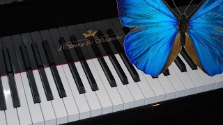 Butterfly VIP Tutorial