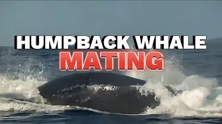 Humpback whale mating#mating#whale #ocean