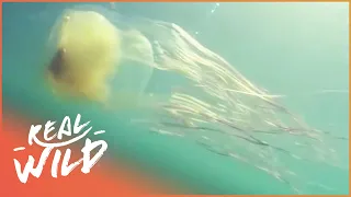 The Most Venomous Jellyfish In The World | World's Worst Venom | Real Wild