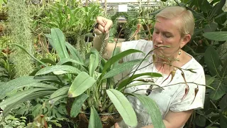 Разновидность цветущих орхидей