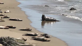 San Simeon Seals