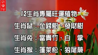 【轉運妙招】12生肖專屬旺運綠植，生肖鼠：金錢樹，生肖兔：富貴竹……你養對了嗎？