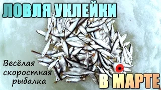 Скоростная ловля уклейки в первые дни весны! Ловля уклейки на мормышку!