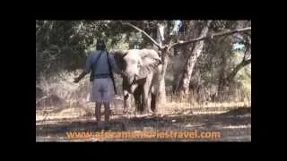 Charging Elephant on foot in Mana Pools