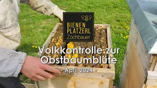 Volkkontrolle zur Obstbaumblüte || April 2024 || Bienenplatzerl Zöchbauer