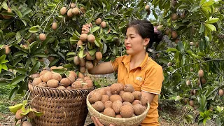Harvest sapodilla Fresh fruit to bring to the market to sell, take care of animals | Free Life