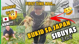 SIBUYAS ng JAPAN 🇯🇵 | HARVEST TIME!!! | FIRST TIME MAG BUKID sa JAPAN🇯🇵GaNiTo PaLa!