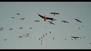 Shotkam duck, goose and pigeon action and killshots