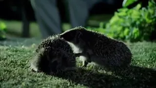 Hedgehog Mating Rituals | Life of Mammals | BBC Earth