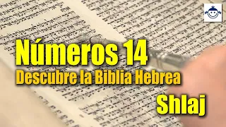 🛑 Números 14 / Descubre la Biblia Hebrea (Estudio Bíblico) Raíces Hebreas ¿Qué dice la Biblia?