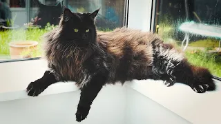 Our Maine Coon Pablo