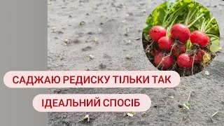 Посадити РЕДИСКУ. Самий кращий спосіб. Саджаю ТІЛЬКИ ТАК багато років.