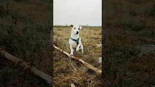 Убежала гулять по болоту! Фотосессия для Джек-рассел-терьера