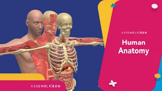 LEARNING ABOUT HUMAN ANATOMY IN AR! : Assemblr