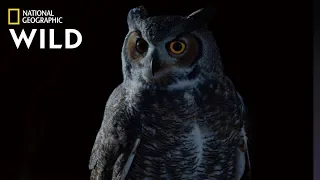 Great Horned Owl on the Hunt | Nat Geo Wild