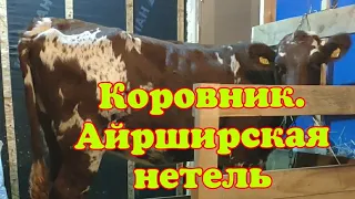 Коровник для одной головы. Айрширская нетель.