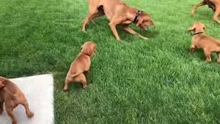 Vizsla puppies