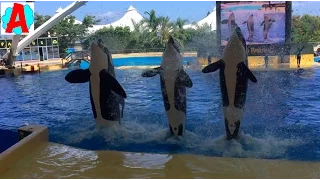Единственное супер шоу косаток в Loro Parque Splash Killer Whales Show