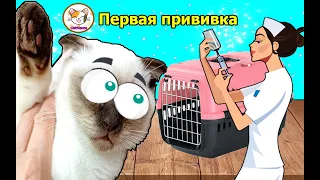 Везем котенка на первую прививку к ветеринару