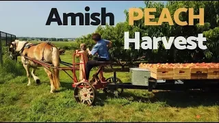 Amish family picking peaches, horse & wagon bring harvest to farm store, Lancaster, Pennsylvania USA