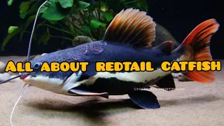 Care and Maintenance of REDTAIL CATFISH in Tamil || PREDATOR FISH INSIDE ||