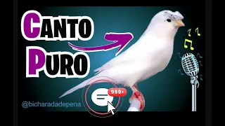 MELHOR CANTO DE CANÁRIO BELGA PARA TREINAR FILHOTES -ESTIMULE SEU CANÁRIO DO REINO | Canto Campainha