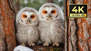 Incredibly rare and large owls - 4K #owl #birds #naturesounds