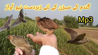 Latest awaz shikar k liye 2023 | batair ka shikar | quail hunting| batair ki awaz | بٹیر کی آواز mp3