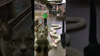 Incredible!😮Big snake and cat shoots সাপ😮 #shorts #viral #new #animals #snake #cat #cute #viralvideo