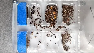 ANT COLLECT CHIA SEED TIMELEPSE | Timelier