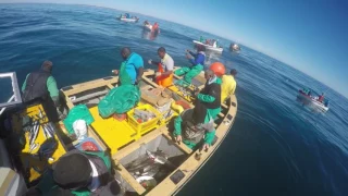 Incredible line fish action in Lambertsbay