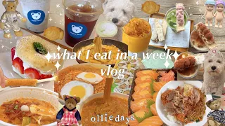 foodie vlog | what I eat in a week | korean food | feeding myself | 불닭, 카페, 당면, 로제 떡볶이 | 먹방 요리 브이로그