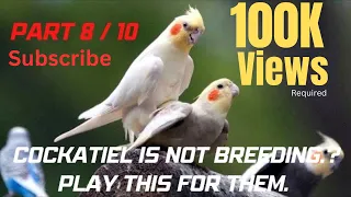 cockatiel mating call ~ cocktail mating call ~ cockatiel breeding sound ~male and female mating call