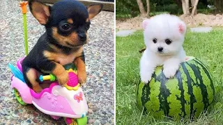 Baby Dogs 🔴 Cute and Funny Dog Videos Compilation #5 | 30 Minutes of Funny Puppy Videos 2021