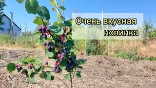 Обзор первого плодоношения канадской ирги