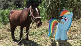 MLP: IRL - Rainbow Dash Meets a Horse! XD