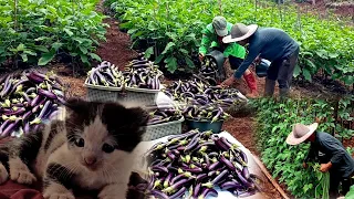 My cat gave birth, harvested eggplant and long beans ep 160