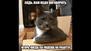 Как отдыхает  кот после  трудового дня