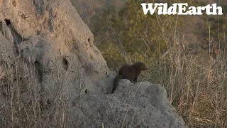 WildEarth - Sunrise Safari - 28 June 2023