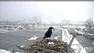 Rapid Knocking Vocalizations by Common Raven While Exploring Hellgate Osprey Nest, Jan 13, 2022