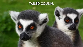 The Hidden World of Lemurs: Beyond the Ring-Tail pt 2 |Paws on the Planet